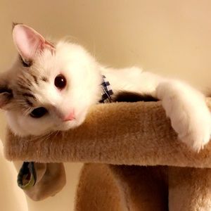 Meet your Posher, Isabela